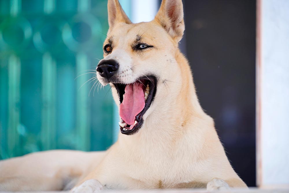 Bloomington Dog Bites Lawyer